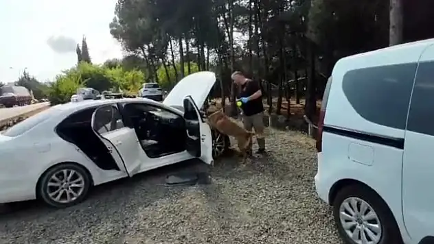 Dedektör köpeği iş başında