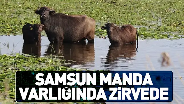 Samsun manda varlığında zirvede