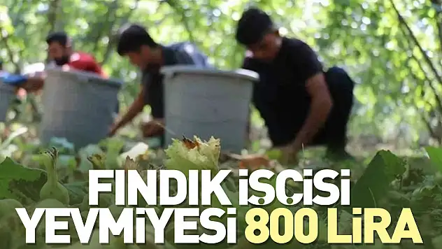Fındık işçisi yevmiyesinin 800 lira