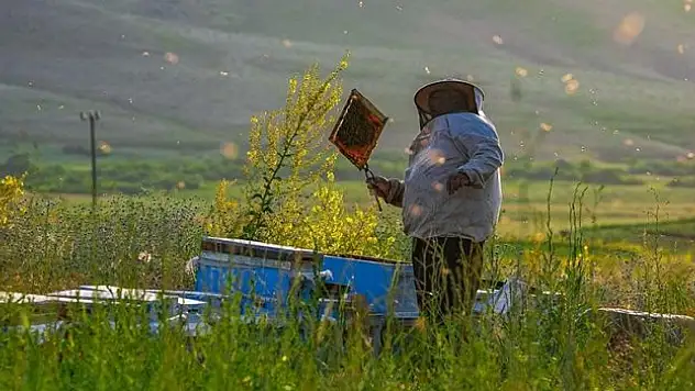 Arıcıların sabit durağı