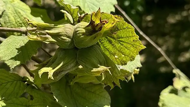 Fındıkta örnek bahçeler de randıman da artıyor