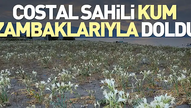 Costal sahili kum zambaklarıyla doldu