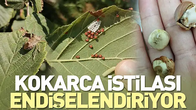 KOKARCA İSTİLASI ENDİŞELENDİRİYOR