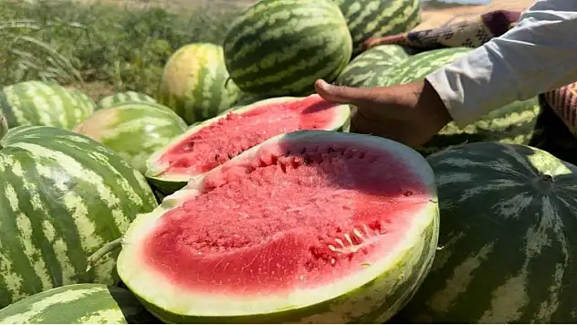 Yerli karpuzun hasadına başlandı
