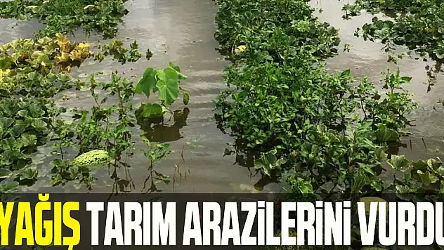 Yağış tarım arazilerini vurdu