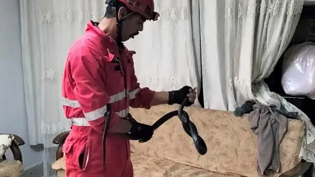 Eve giren yılanı itfaiye yakaladı