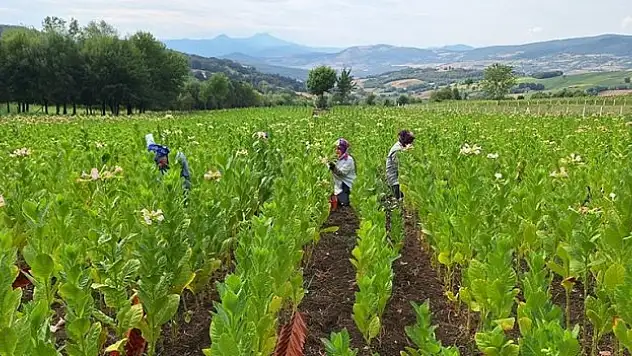 Bafra Ovası'nda tütün hasadı başladı