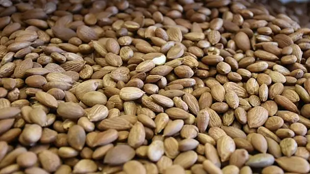 Tescilli kayısı çekirdeği ihracatından 5,5 milyon dolarlık gelir