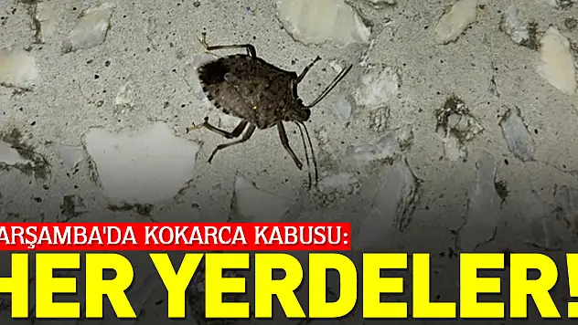 Çarşamba'da Kokarca Kabusu: HER YERDELER!