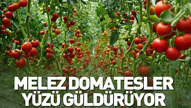 Melez domatesler, üreticilerin yüzünü güldürüyor