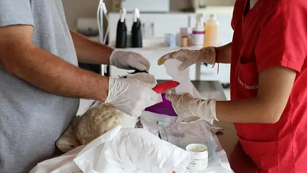 Göçmen kuşlar Samsun'da tedavi ediliyor