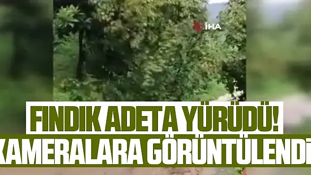 Fındık ağacı yolda kayıp gitti, görenler gözlerine inanamadı
