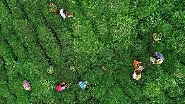 ÇAYKUR, ödemelerini dekar başına yapacak
