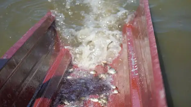 3 milyon 5 bin sazan yavrusu