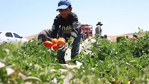 Sıcak altında ekmek mücadelesi