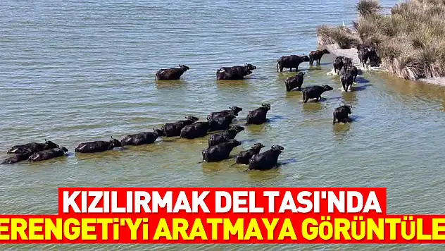 Kızılırmak Deltası'nda Serengeti'yi aratmaya görüntüler
