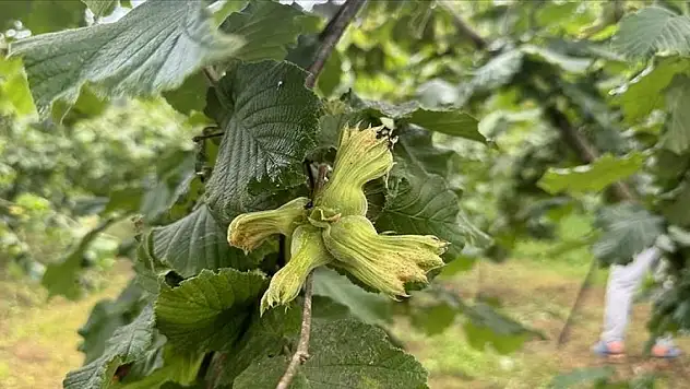 İhracat artışında fındık başı çekti