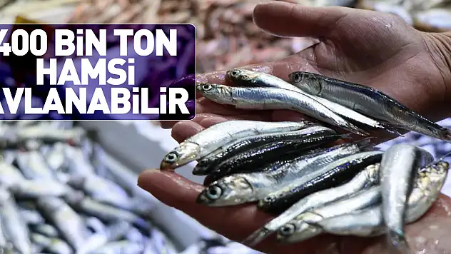 400 BİN TON HAMSİ AVLANABİLİR
