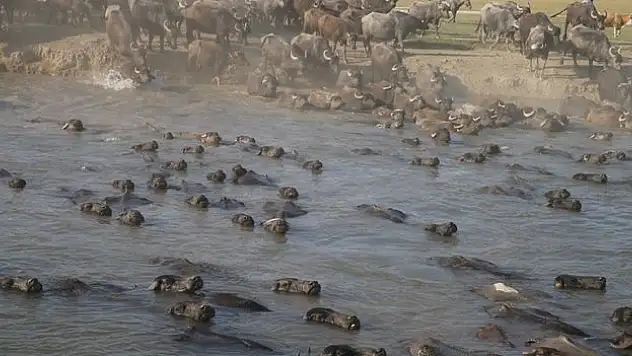 Tokat'ta manda sayısı devlet desteğiyle arttı