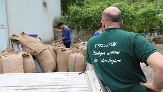 FİSKOBİRLİK 2024 ürünü fındık alımına başladı