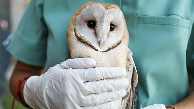 5 baykuş doğaya salındı