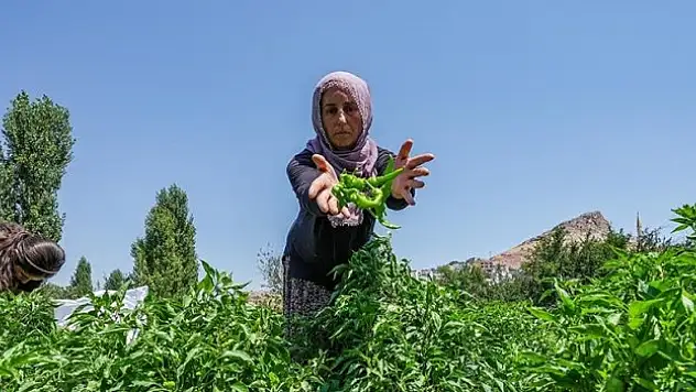 Çermik biberi, gurbetçiler için Avrupa yolcusu