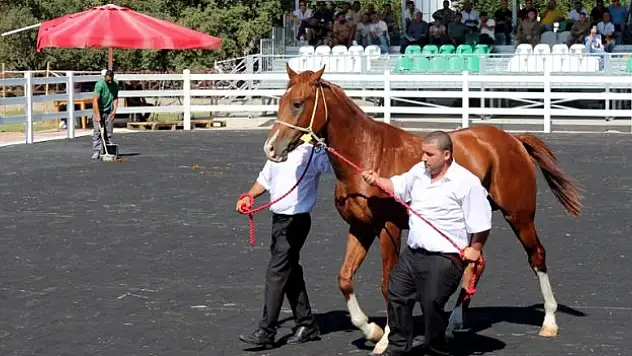 Arap taylarının satışından 20 milyon lira gelir elde edildi