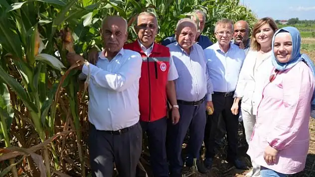 Bafra Ovası'nda silajlık mısır hasadı başladı