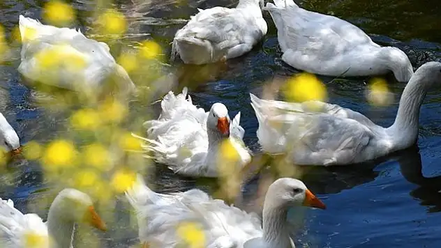 Kazlar serin suyla buluşturuluyor