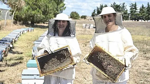 İstanbul'da arıcılar hasada başladı