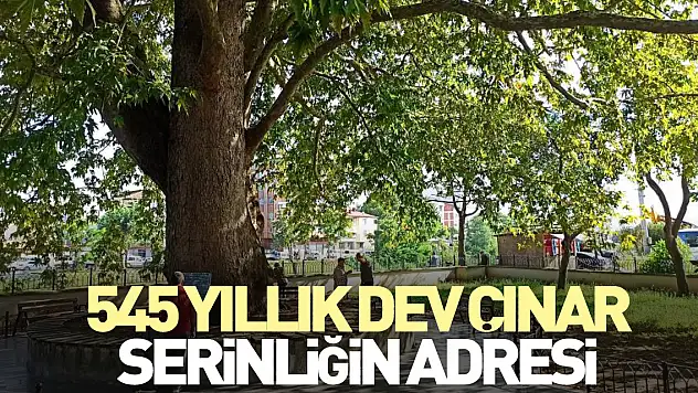 545 YILLIK DEV ÇINAR, SERİNLİĞİN ADRESİ OLDU