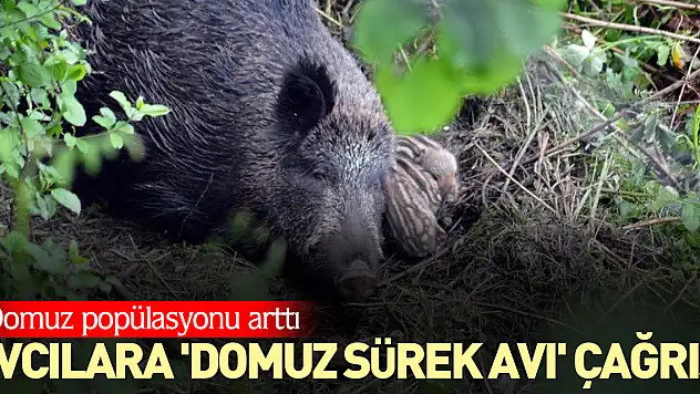 Avcılara 'domuz sürek avı' çağrısı