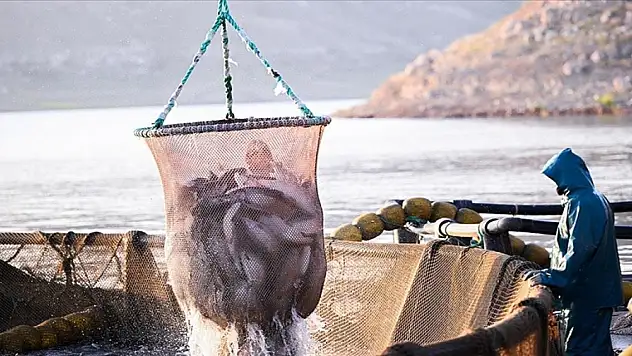 Türk somonu ihracatı yüzde 3 arttı