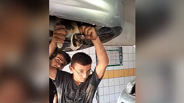 OTOMOBİLİN MOTORUNA KEDİ SIKIŞTI