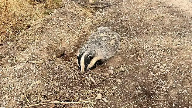 Bal porsuğu yaralı halde bulundu