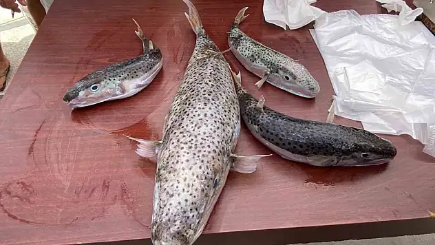 Balon balığı avlama yarışması