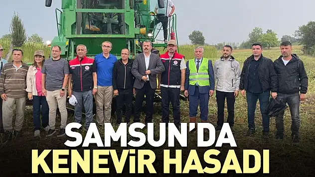 KENEVİR HASADI BAŞLADI