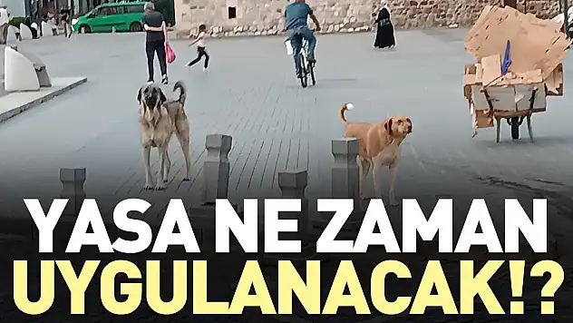 YASA NE ZAMAN UYGULANACAK!?