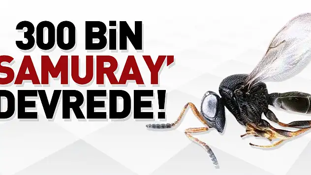 300 BİN 'SAMURAY' DEVREDE!