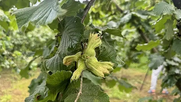 Giresun'da fındık fiyatı yeni haftaya 130 liradan başladı