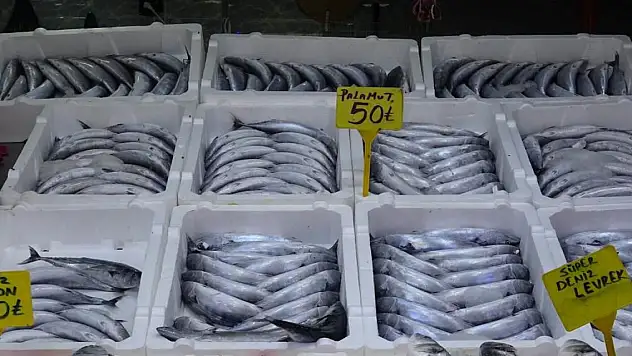 Karadeniz'de palamut bereketi: Tanesi 50 TL