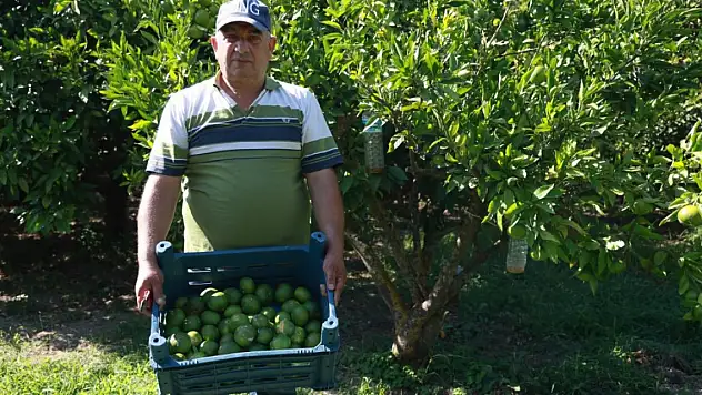 10 dönümlük bahçesinde hasada tek başına başladı