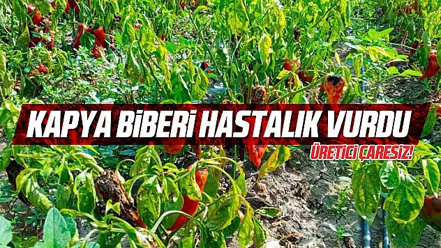 Kapya biberi hastalık vurdu