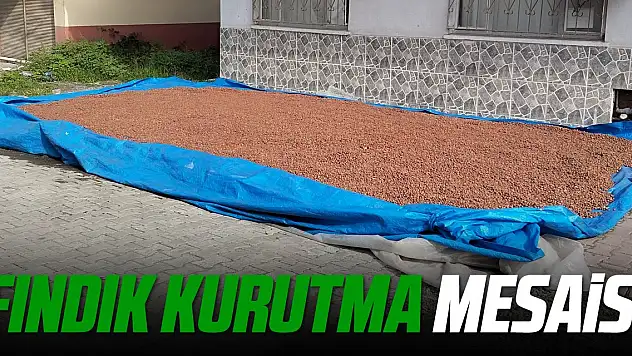 Çarşamba'da Fındık Kurutma İşlemi Başladı