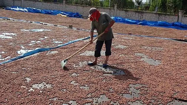 Fındık kurutma mesaisi