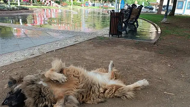İlginç şekilde uyuyan köpek dikkat çekti