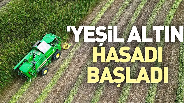 'YEŞİL ALTIN' HASADI BAŞLADI