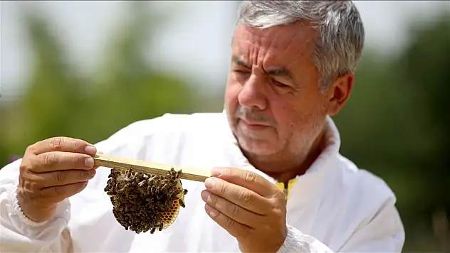 Kırklareli'nde arı ıslah çalışmalarıyla bal veriminin arttırılması hedefleniyor