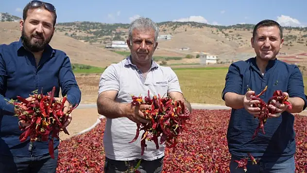 Biber kurutma mesaisi başladı