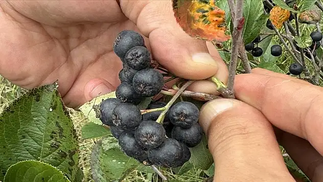 Aronyada hasat mesaisi